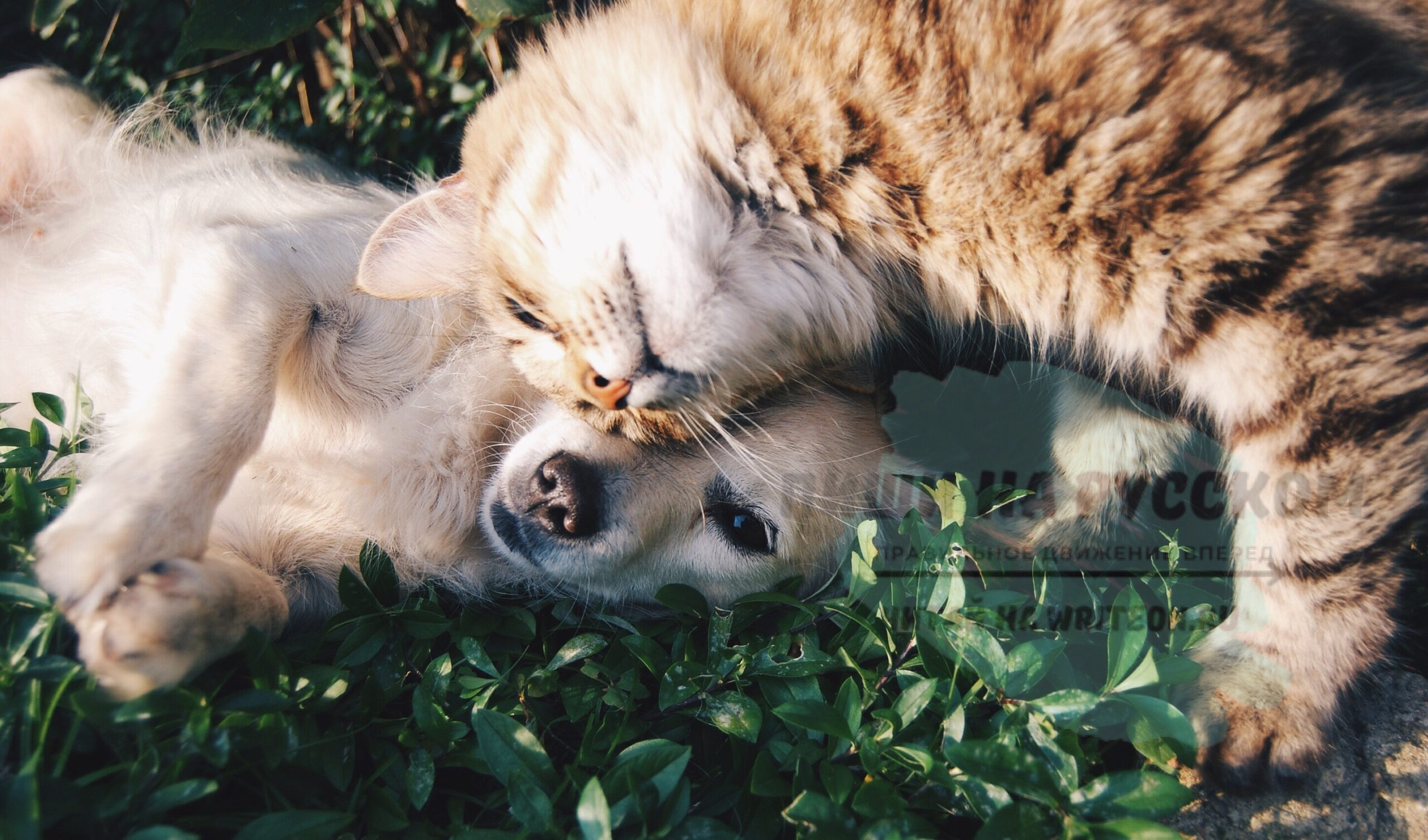 Могут ли кошки и собаки быть друзьями?